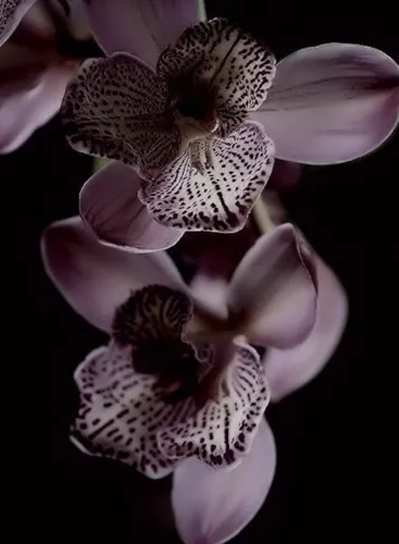 Орхидеи Обои на телефон для телефона
