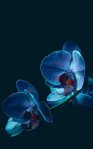 Орхидеи Обои на телефон крупный план некоторых цветов