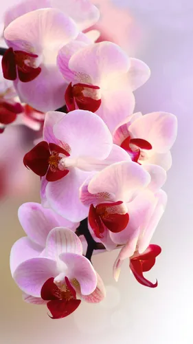 Орхидеи Обои на телефон группа розовых цветов