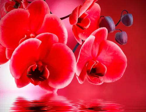 Орхидеи Обои на телефон группа красных цветов