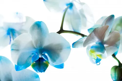 Орхидеи Обои на телефон крупный план голубых цветов