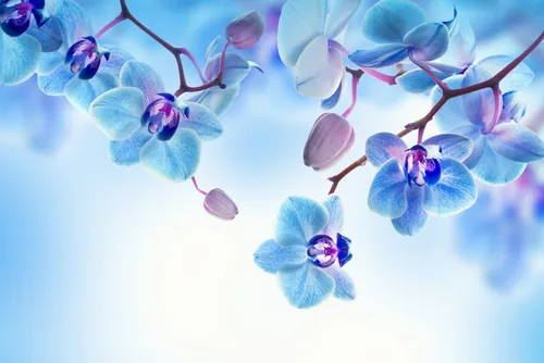 Орхидеи Обои на телефон картинка