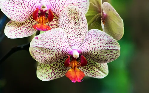 Орхидеи Обои на телефон в высоком качестве