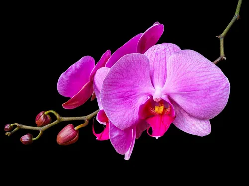 Орхидеи Обои на телефон фото для телефона