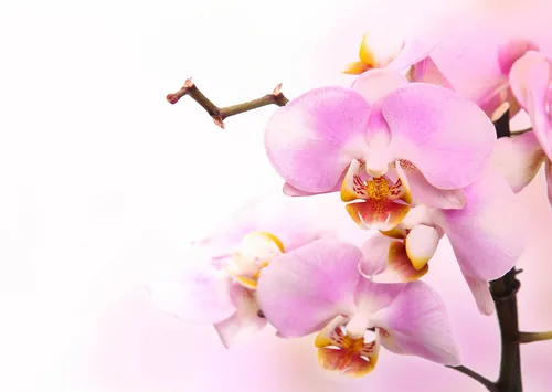 Орхидеи Обои на телефон фото для телефона