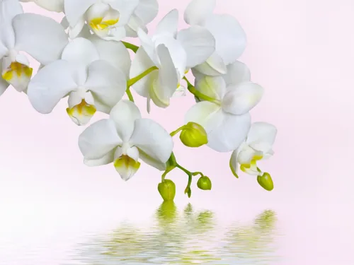 Орхидеи Обои на телефон арт