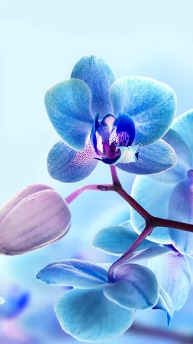 Орхидеи Обои на телефон цветок крупным планом