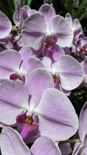 Орхидеи Обои на телефон группа фиолетовых цветов