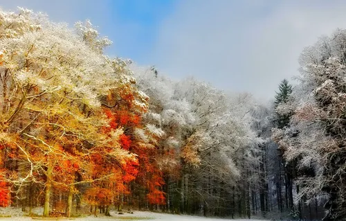 Осень Зима Обои на телефон дорога с деревьями на обочине