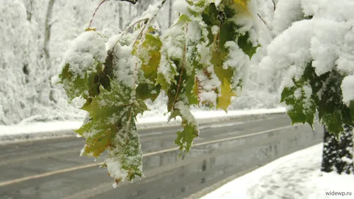 Осень Зима Обои на телефон дерево, покрытое снегом
