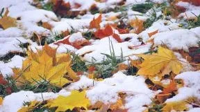 Осень Зима Обои на телефон группа листьев, покрытых снегом