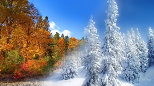 Осень Зима Обои на телефон заснеженный лес с деревьями