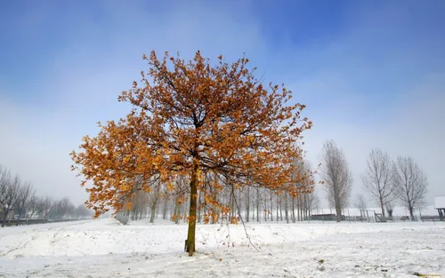 Осень Зима Обои на телефон дерево в заснеженном поле