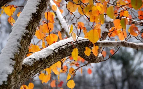 Осень Зима Обои на телефон ветка дерева с желтыми листьями