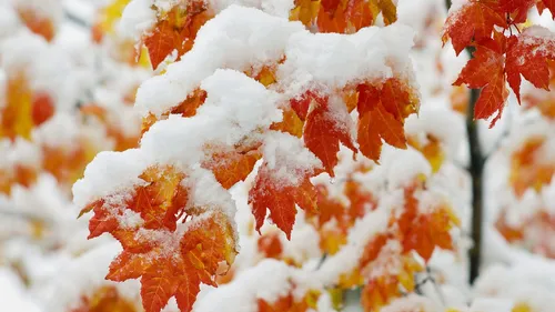 Осень Зима Обои на телефон группа красных листьев