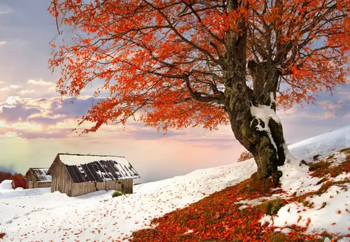 Осень Зима Обои на телефон дерево с оранжевыми листьями в заснеженном поле