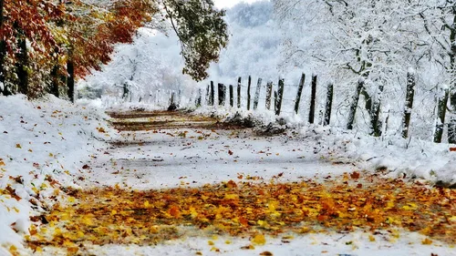 Осень Зима Обои на телефон заснеженная дорога с деревьями по обе стороны