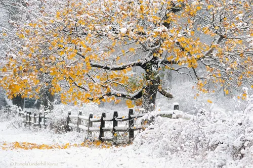 Осень Зима Обои на телефон дерево с оранжевыми листьями