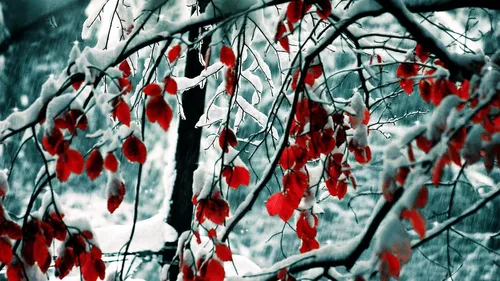 Осень Зима Обои на телефон крупный план растения