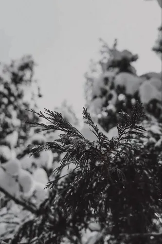 Осень Зима Обои на телефон дерево крупным планом