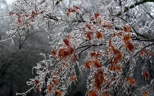 Осень Зима Обои на телефон дерево со снегом