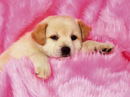 Милые Фото щенок лежит на розовом одеяле