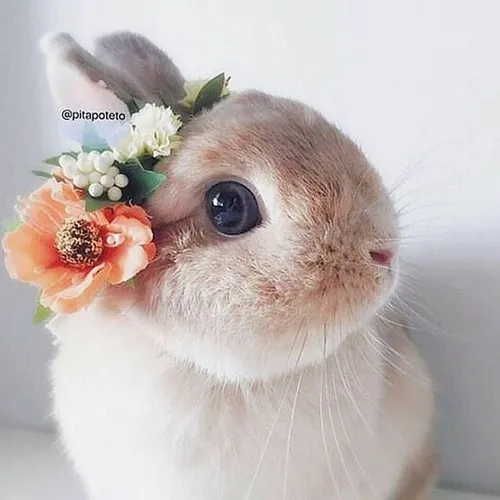 Милые Фото кролик с цветами на голове