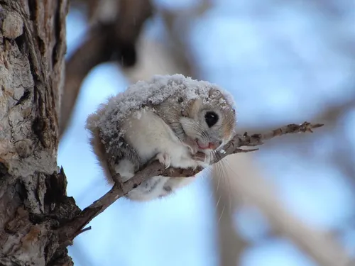 Милые Фото маленькое животное на дереве