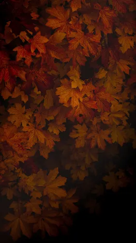 Осень Листья Обои на телефон в высоком качестве