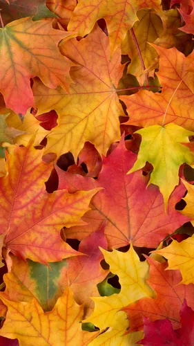 Осень Листья Обои на телефон рисунок