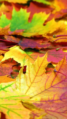 Осень Листья Обои на телефон рисунок
