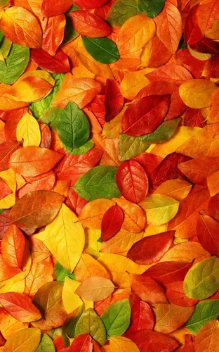 Осень Листья Обои на телефон куча разноцветных листьев