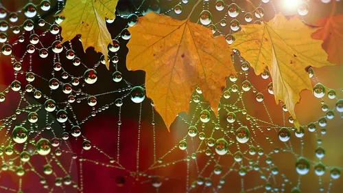 Осень Листья Обои на телефон карта
