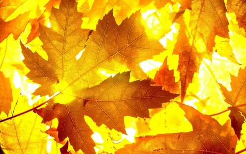 Осень Листья Обои на телефон дерево крупным планом