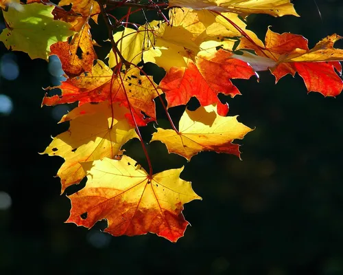 Осень Листья Обои на телефон фото для телефона