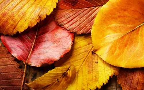 Осень Листья Обои на телефон группа желтых и красных листьев