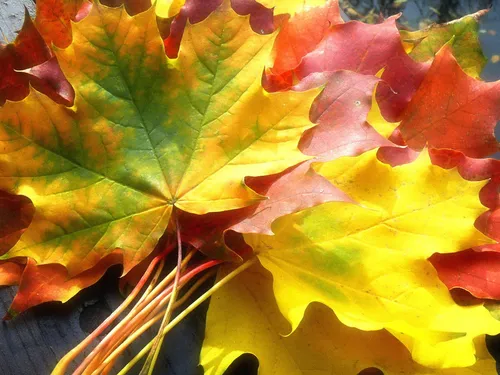 Осень Листья Обои на телефон крупный план разноцветного листа