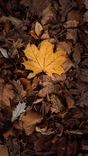 Осень Листья Обои на телефон желтый лист на коричневых листьях