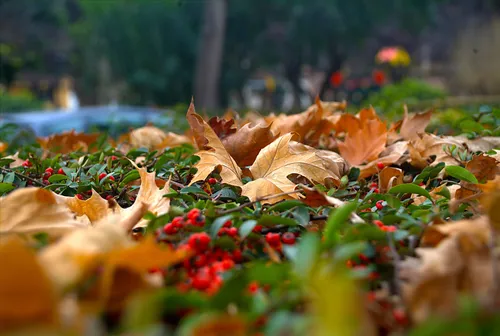 Осень Листья Обои на телефон куча листьев