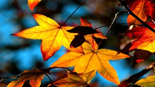 Осень Листья Обои на телефон картинка