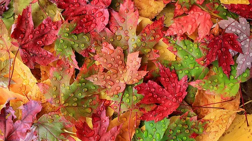 Осень Листья Обои на телефон фото на Samsung