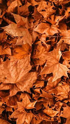 Осень Листья Обои на телефон куча желтых листьев
