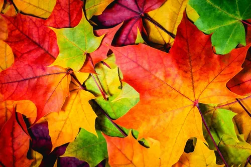 Осень Листья Обои на телефон HD