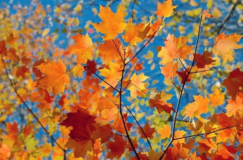 Осень Листья Обои на телефон дерево с оранжевыми листьями