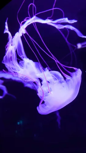 Плавание Обои на телефон медуза в воде