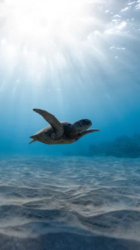 Плавание Обои на телефон черепаха плавает в воде