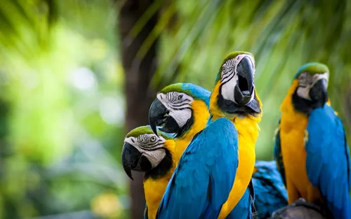 Попугаи Обои на телефон группа разноцветных птиц