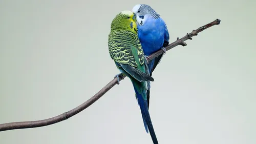 Попугаи Обои на телефон пара попугаев на ветке