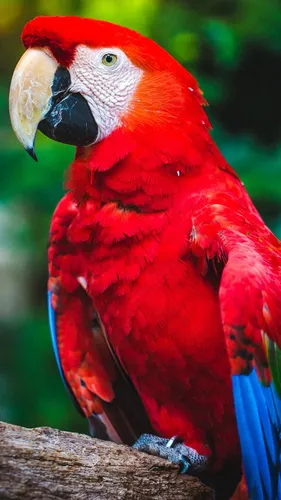 Попугаи Обои на телефон красный попугай с желтым клювом