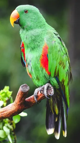 Попугаи Обои на телефон зелено-красная птица